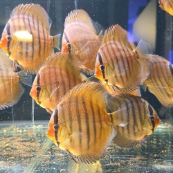 Discus Red Scribbelt 7-8 cm - Discus Rosso Intenso Selezionato | Pesce Ornamentale Tropicale di Alta Qualità