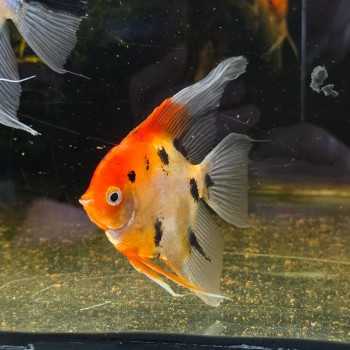 copy of Scalar Red Devil Pterophillum