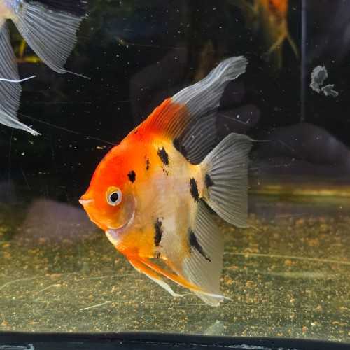 Scalare Red Devil 7-8 cm - Pterophyllum scalare...