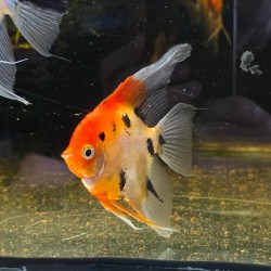 copy of Scalar Red Devil Pterophillum