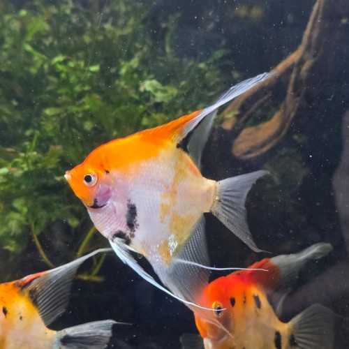 Scalare Red Devil 7-8 cm - Pterophyllum scalare...