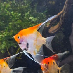 Scalare Red Devil 7-8 cm - Pterophyllum scalare Rosso Arancio Selezionato | Pesce Ornamentale Tropicale per Acquari di Comunità