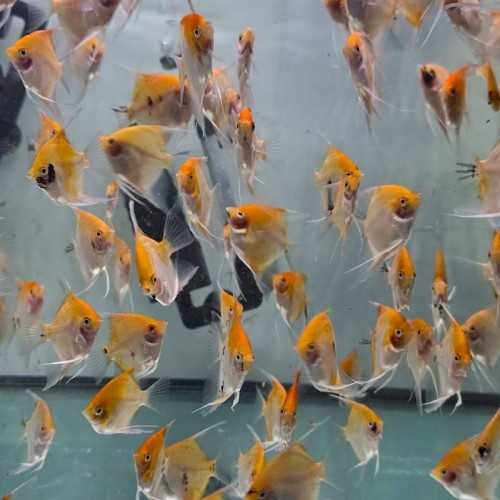 copy of Scalar Red Devil Pterophillum