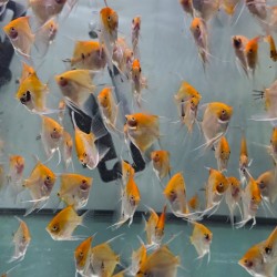 Scalare Red Devil 7-8 cm - Pterophyllum scalare Rosso Arancio Selezionato | Pesce Ornamentale Tropicale per Acquari di Comunità