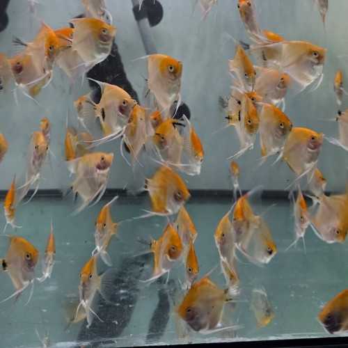 copy of Scalar Red Devil Pterophillum