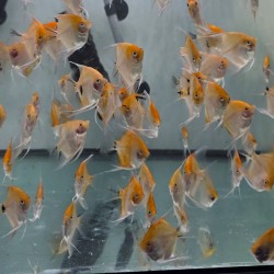 Scalare Red Devil 7-8 cm - Pterophyllum scalare Rosso Arancio Selezionato | Pesce Ornamentale Tropicale per Acquari di Comunità