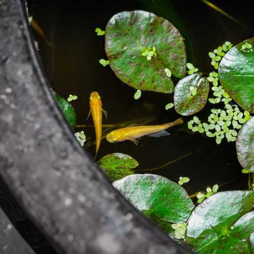 copy of Superfish Medaka Breeding Basket -...