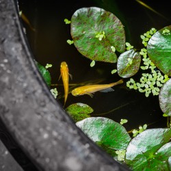 SuperFish KIT Completo Medaka con Mini Pond 30 Litri: sistema professionale all-in-one per allevamento e riproduzione