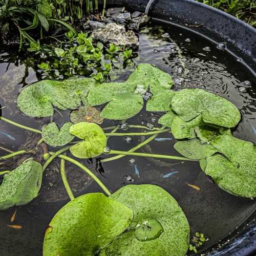 SuperFish KIT Completo Medaka con Mini Pond 30...