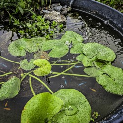 copy of Superfish Medaka Breeding Basket - Professional floating reproduction basket for eggs and fry
