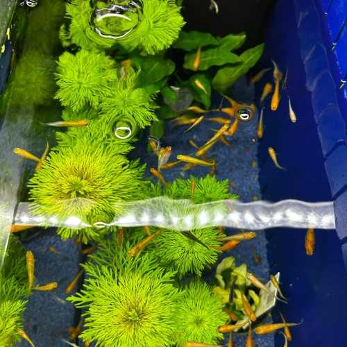 Medaka Mix - Oryzias latipes Mix - Pesce del...