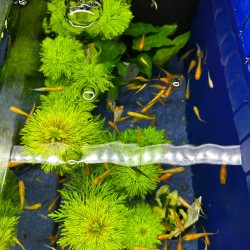 Medaka Mix - Oryzias latipes Mix - Pesce del riso d’acqua dolce | Per acquari e mini pond