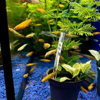 Medaka Mix - Oryzias latipes Mix - Pesce del riso d’acqua... 2