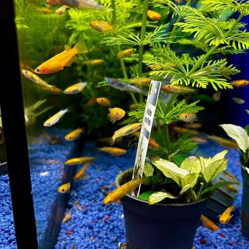 Medaka Mix - Oryzias latipes Mix - Pesce del...