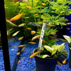 Medaka Mix - Oryzias latipes Mix - Pesce del riso d’acqua dolce | Per acquari e mini pond