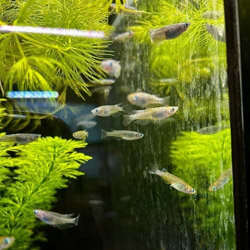Medaka Mix - Oryzias latipes Mix - Pesce del...