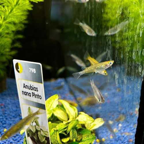 Medaka Mix - Oryzias latipes Mix - Pesce del...