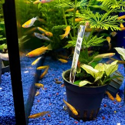 Medaka Mix - Oryzias latipes Mix - Pesce del riso d’acqua dolce | Per acquari e mini pond