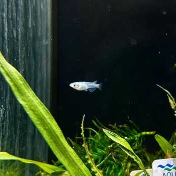 Medaka Platinum - Oryzias latipes Platinum Medaka - Pesce...