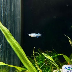 Medaka Platinum - Oryzias latipes Platinum Medaka - Pesce del riso d’acqua dolce | Per acquari e mini pond