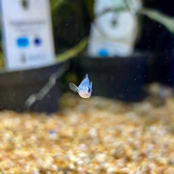 Medaka Platinum - Oryzias latipes Platinum Medaka - Pesce... 2