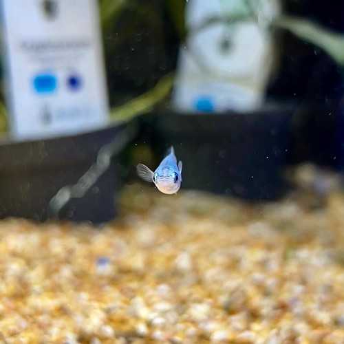 Medaka Platinum - Oryzias latipes Platinum...