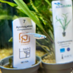 Medaka Platinum - Oryzias latipes Platinum Medaka - Pesce del riso d’acqua dolce | Per acquari e mini pond