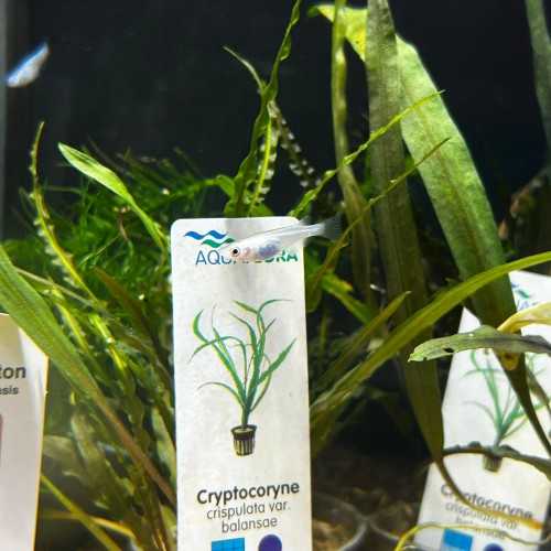 Medaka Platinum - Oryzias latipes Platinum...