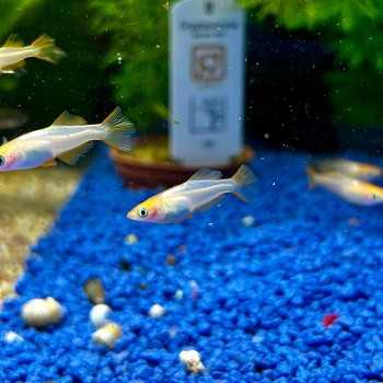 Medaka Gold - Oryzias latipes Gold Medaka - Pesce del...