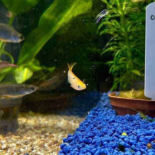 Medaka Gold - Oryzias latipes Gold Medaka -...