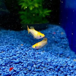 Medaka Gold - Oryzias latipes Gold Medaka - Pesce del riso d’acqua dolce | Per acquari e mini pond
