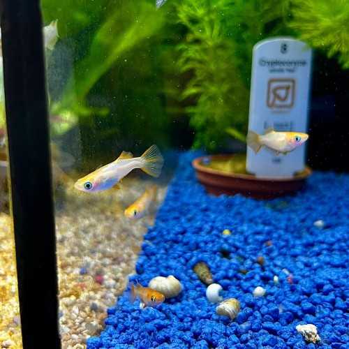 Medaka Gold - Oryzias latipes Gold Medaka -...