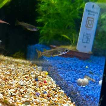 Medaka Black- Oryzias latipes Black Medaka - Pesce del...