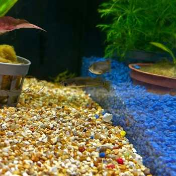 Medaka Black- Oryzias latipes Black Medaka - Pesce del... 2