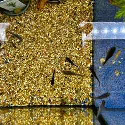 Medaka Black- Oryzias latipes Black Medaka - Pesce del riso d’acqua dolce | Per acquari e mini pond