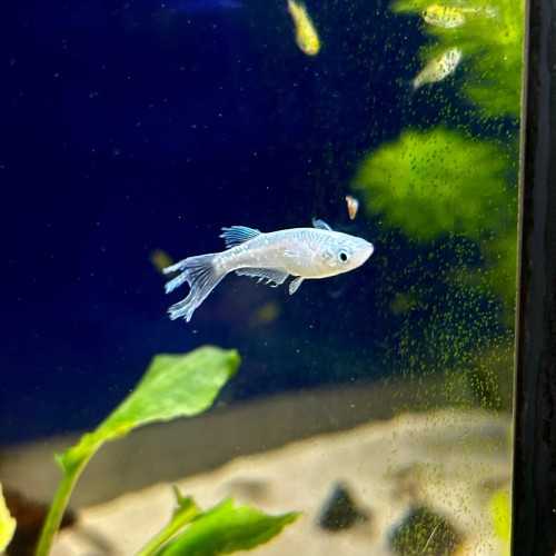 Oryzias latipes ABI Medaka – Poisson japonais...