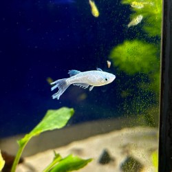 Medaka ABI- Oryzias latipes ABI Medaka - Pesce del riso d’acqua dolce | Per acquari e mini pond