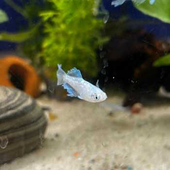 Oryzias latipes ABI Medaka – Poisson japonais sélectionné... 2