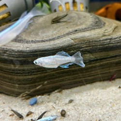 Oryzias latipes ABI Medaka – Poisson japonais sélectionné résistant pour aquarium et bassin