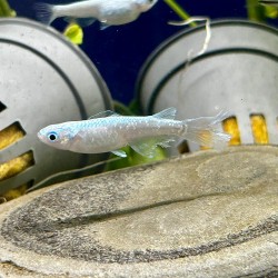 Oryzias latipes ABI Medaka – Poisson japonais sélectionné résistant pour aquarium et bassin