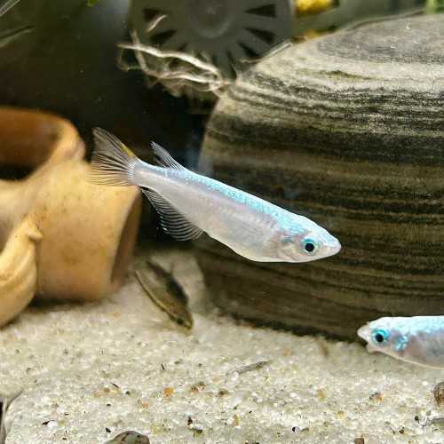 Medaka Blizzard - Oryzias latipes Blizzard...