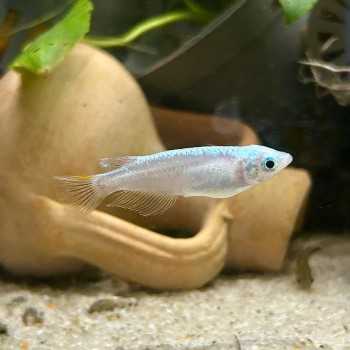 Medaka Blizzard - Oryzias latipes Blizzard Medaka - Pesce... 2