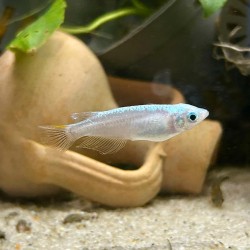 Medaka Blizzard - Oryzias latipes Blizzard Medaka - Pesce del riso d’acqua dolce | Per acquari e mini pond