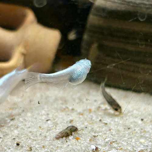 Medaka Blizzard - Oryzias latipes Blizzard...