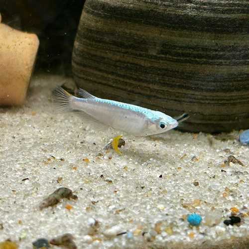 Medaka Blizzard - Oryzias latipes Blizzard...
