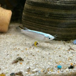 Medaka Blizzard - Oryzias latipes Blizzard Medaka - Pesce del riso d’acqua dolce | Per acquari e mini pond