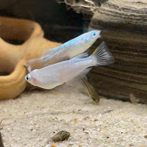 Medaka Blizzard - Oryzias latipes Blizzard...