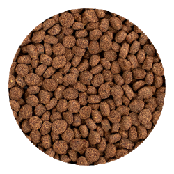 Hikari Tropical Minivore Delite 40gr - Mangime Premium Affondante per Pesci Carnivori da Fondo, Axolotl, Bichir e Anguille