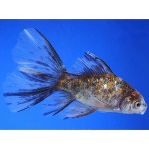 Oranda Bristol Shubunkin 8-9 cm - Carassius...