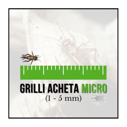 Grilli Micro Acheta domestica 1/5 mm - Alimento...